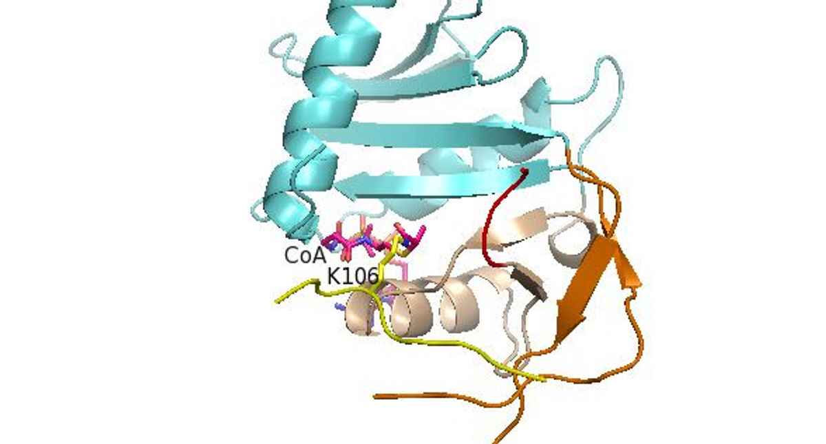 xEco2-Smc3 peptide
